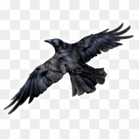 Common Raven Png Photos - Raven Png Transparent, Png Download - raven png