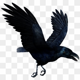 Thumb Image - Flying Transparent Raven, HD Png Download - raven png