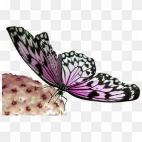 Pink And Black Butterfly Transparent Png Image - Efecto Mariposa Teoria Del Caos, Png Download - butterflies png