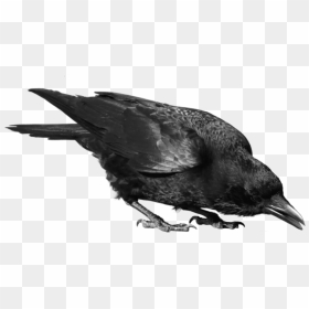 Common Raven Png Image - Raven Png Transparent, Png Download - raven png