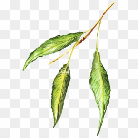 Bud Drawing Hop Transparent Png Clipart Free Download - Draw Pencil Colour Leaf, Png Download - marijuana leaf png