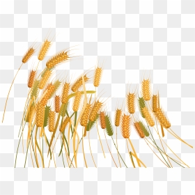 Wheat Plant Transparent Background, HD Png Download - wheat png