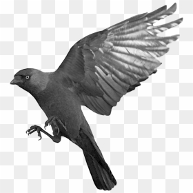 Raven Png - Flying Raven Png, Transparent Png - raven png