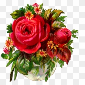 Good Morning For Sex, HD Png Download - red rose png