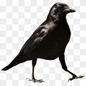 Download Common Raven Png Hd - Transparent Raven Png, Png Download - raven png