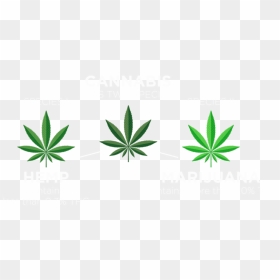 Cannabis Species-01b White - Illustration, HD Png Download - marijuana leaf png