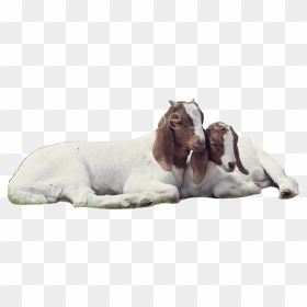 Goat , Png Download - Transparent Background Goat Png, Png Download - goat png
