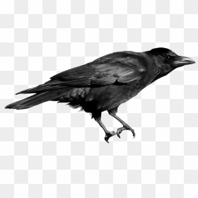Raven Png - Crow Png, Transparent Png - raven png
