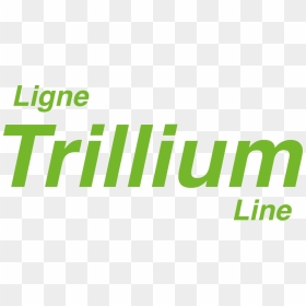 Green Check Mark Trillium Line - Graphic Design, HD Png Download - green check mark png