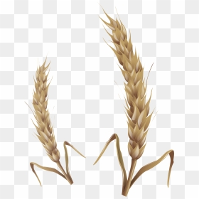 Wheat , Png Download - Wheat Stalk Transparent, Png Download - wheat png