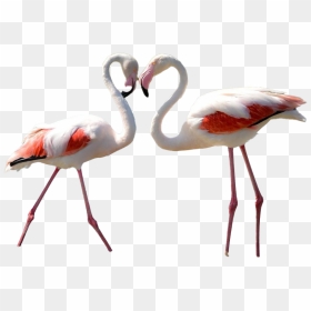 Real Flamingo Transparent Background - Flamingo Resmi Gerçek, HD Png Download - flamingo png