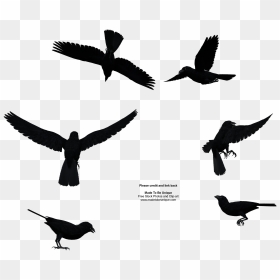 Common Raven Free Stock Image - Manga Birds, HD Png Download - raven png