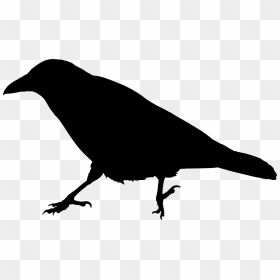 Raven Silhouette 3 Clip Arts - Clip Art Raven Silhouette, HD Png Download - raven png