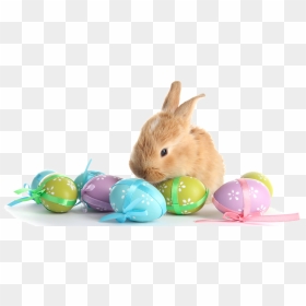 Transparent Easter Bunny With Eggs Clipart - Real Easter Bunny Png, Png Download - easter bunny png