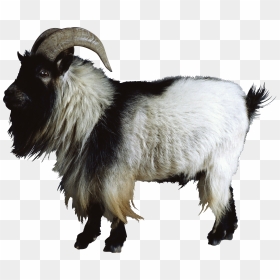 Goat Png - Transparent Background Goats Png, Png Download - goat png