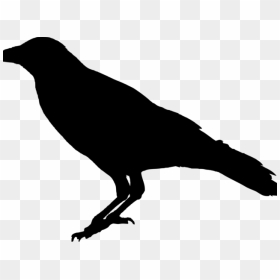 Crow Png Transparent Images - Raven Transparent Background, Png Download - raven png