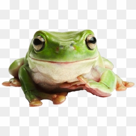 Image - Frog Png, Transparent Png - tumblr pngs
