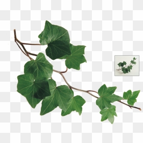 Common Ivy Leaf Plant Vine - Ivy Leaves, HD Png Download - ivy png