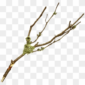 Branch Twig Tree Leaf - Branch Png, Transparent Png - branch png
