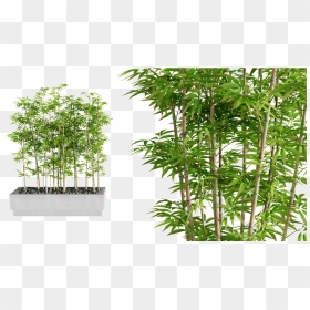 Interior Plants Previous Next - Real Bamboo Tree Png, Transparent Png - bamboo png
