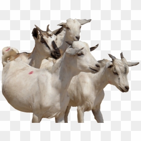 300 Swiss Francs E - Goat, HD Png Download - goat png