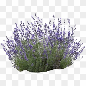 Mexican Bush Sage Transparent - Transparent Lavender Bush Png, Png Download - bushes png