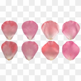 Rose Petal Texture, HD Png Download - rose petals png