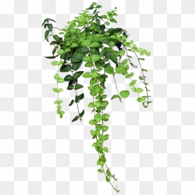 Transparent Ivy Png - Transparent Green Aesthetic Png, Png Download - ivy png