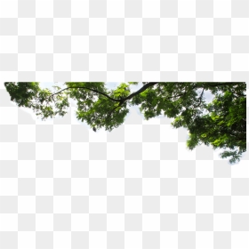 Thumb Image - Tree Branch Images Png, Transparent Png - branch png
