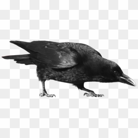 Common Raven Png Picture - Crow Png, Transparent Png - raven png