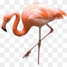 Free Png Download Flamingo Png Images Background Png - Flamingo Photo Transparent Background, Png Download - flamingo png