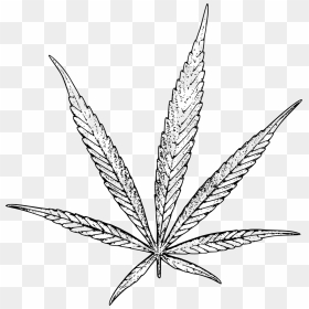 Cannabis Drawing Png, Transparent Png - weed leaf png