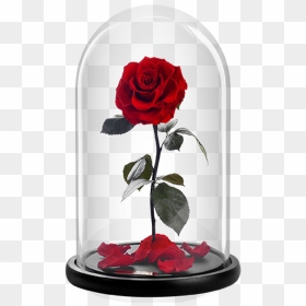 Rose Of Belle, HD Png Download - red rose png