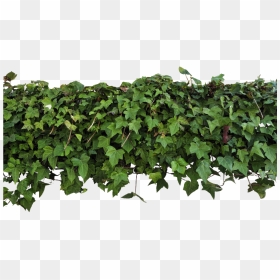 Ivy Transparent Png Clipart , Png Download - Transparent Creepers Plants Png, Png Download - ivy png