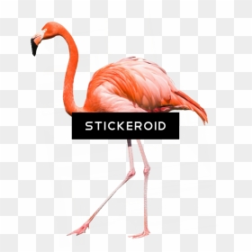 Greater Flamingo , Png Download - Greater Flamingo, Transparent Png - flamingo png