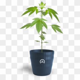 Conception Nurseries Cannabis Clones - Marijuana Topping, HD Png Download - weed leaf png