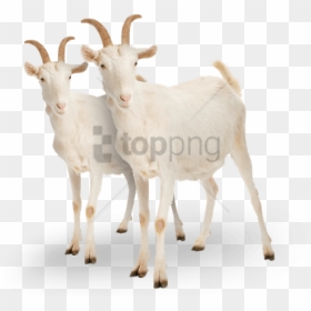 Baby Goat Png, Transparent Png - vhv