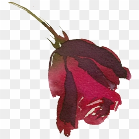 Hand Painted Bright Red Rose Png Transparent - Illustration, Png Download - red rose png