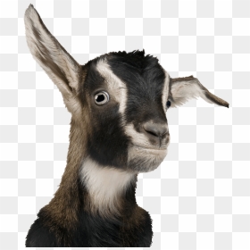 Goats Adra Gift Catalog Transparent Background - Transparent Background Goat Clipart, HD Png Download - goat png