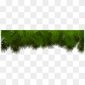 Christmas Tree Branch Png Download - Christmas Tree Branches Transparent, Png Download - branch png