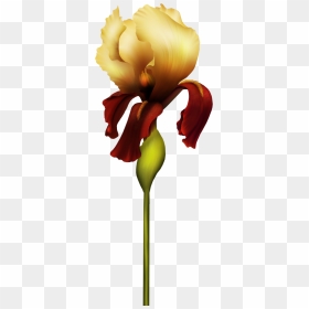 Iris Flower Png Clipart - Буква К Для Фотошопа На Прозрачном Фоне, Transparent Png - png flowers