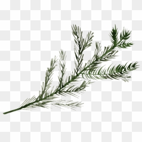 Pine Branch Png File - Pine Tree Branch Png, Transparent Png - branch png