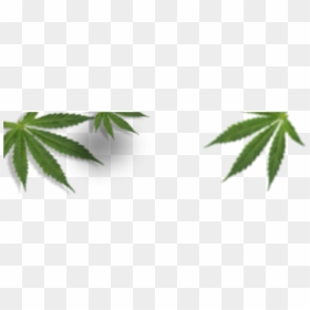 Cannabis Leaves Blurry - Cannabis, HD Png Download - weed leaf png