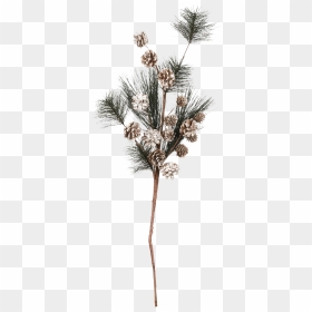 Pine Branch Png Transparent Picture - Pond Pine, Png Download - branch png