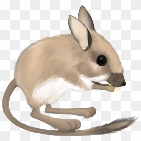 Drawing Kangaroo Baby - Kangaroo Rat Transparent Background, HD Png Download - rat png
