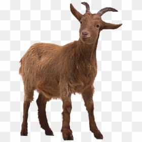 Goat Free Png Image Download - Goat On Transparent Background, Png Download - goat png