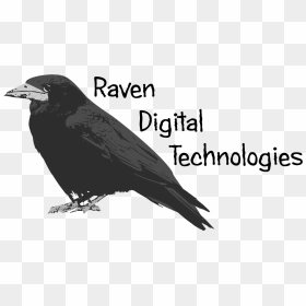 Raven , Png Download - Bird Of Prey, Transparent Png - raven png