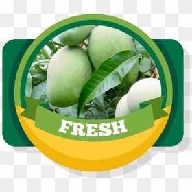 Aroma Of Our Fruit - Green Fresh Mango Png, Transparent Png - mango png