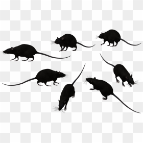 Rat Png Transparent Image - Black Rat Png, Png Download - rat png