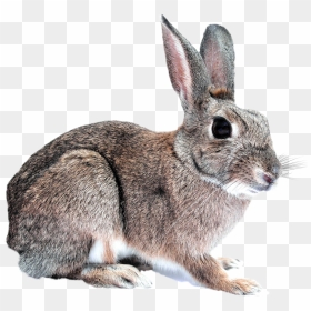 Bunny Rabbit - Transparent Rabbit, HD Png Download - rabbit png